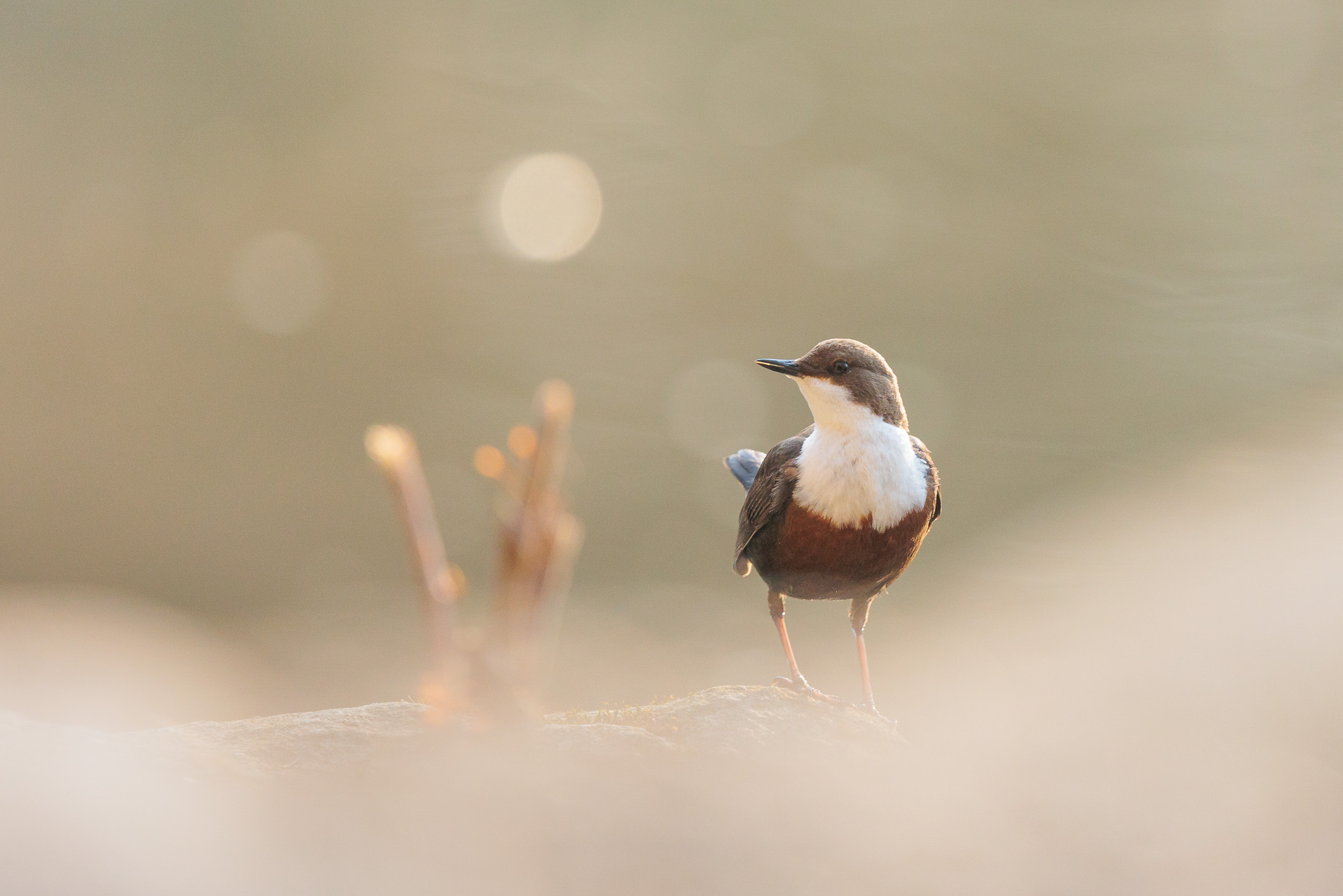 Wasseramsel