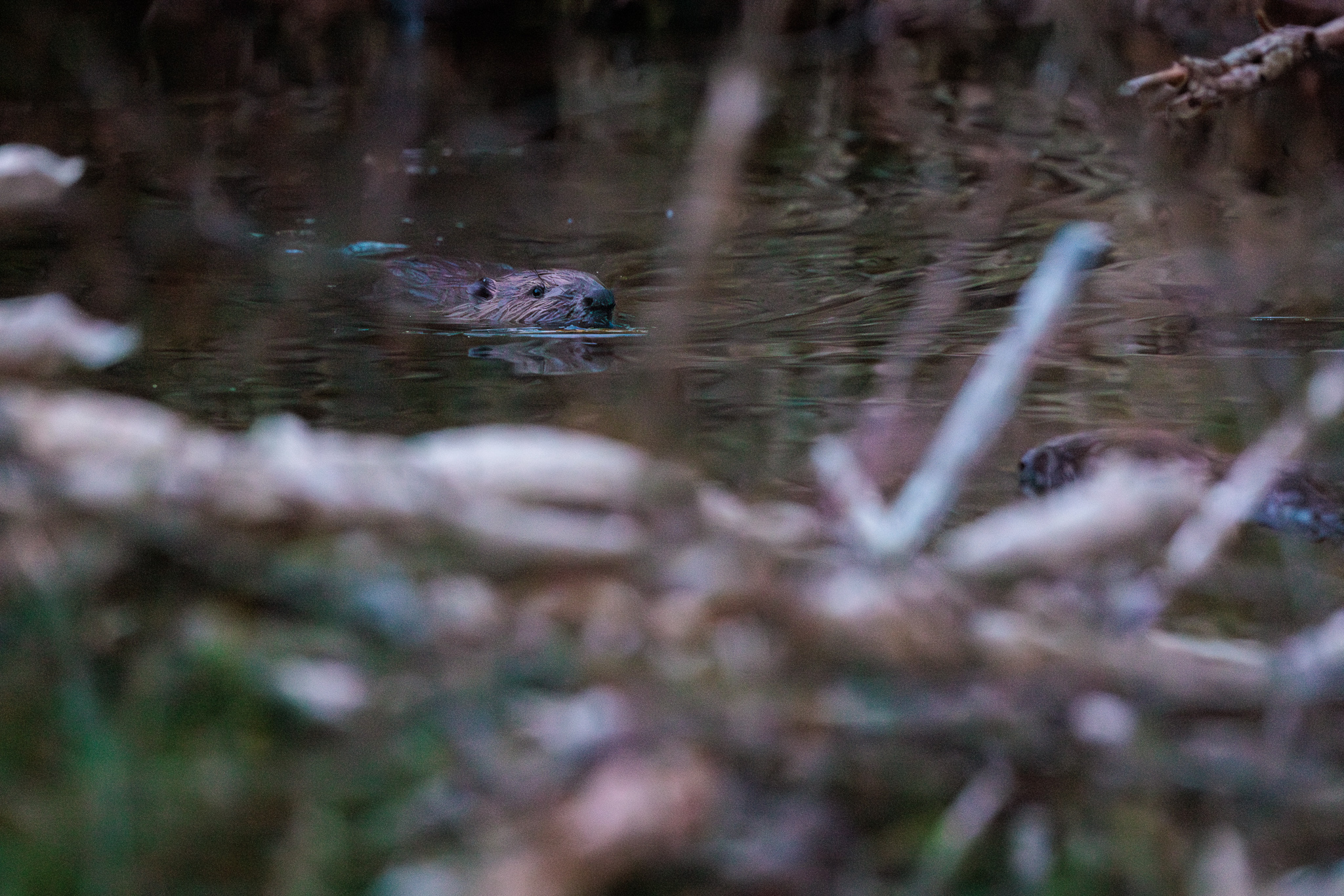 Biber beobachten und Schnüffeln
