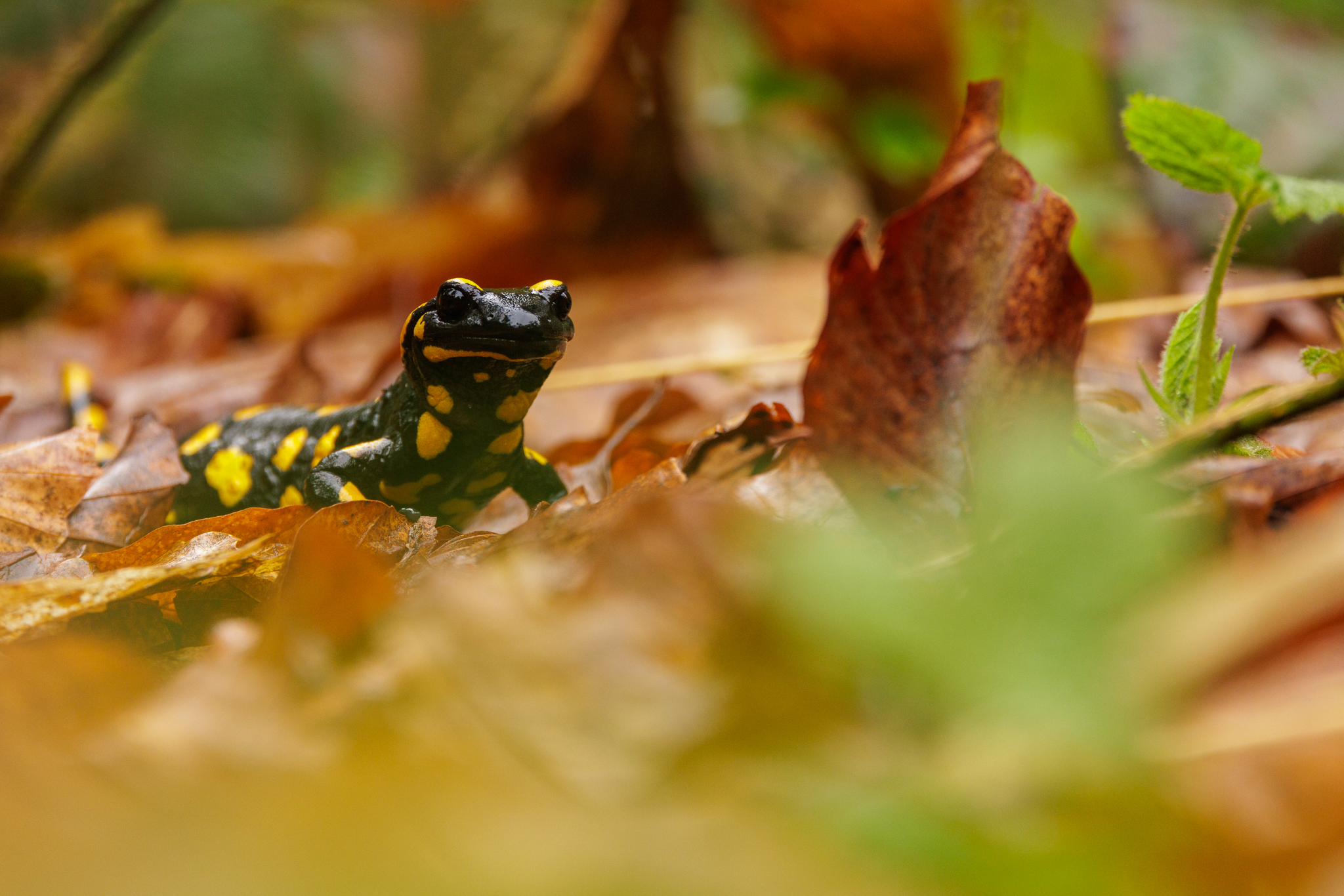 Feuersalamander