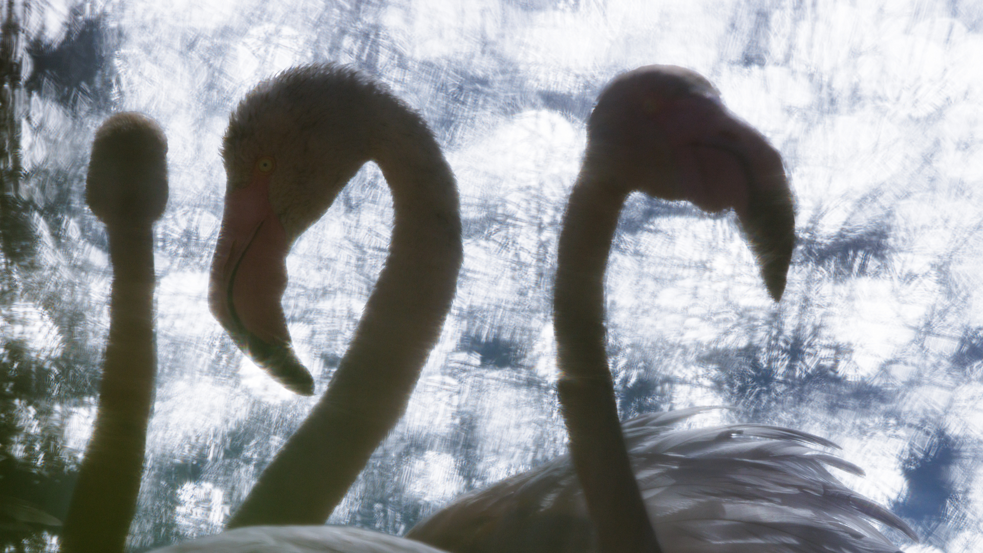 Flamingos im Gegenlicht
