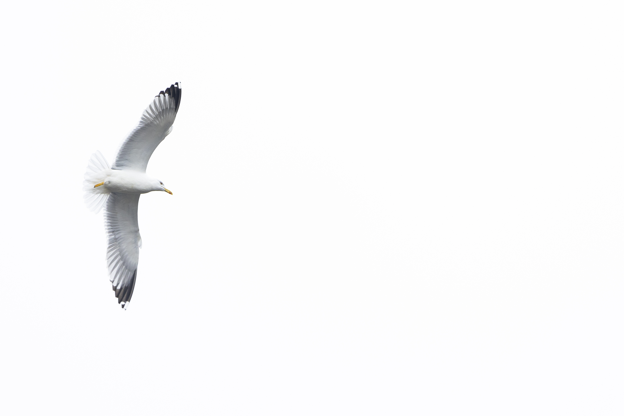 High-Key fliegende Möwe