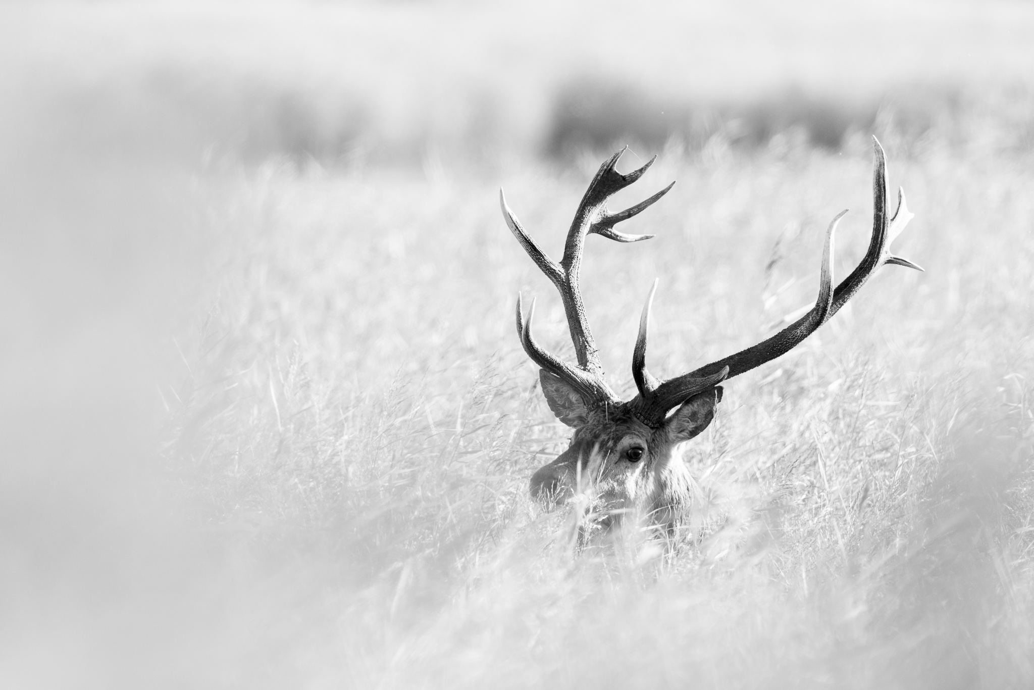 Hirsch vom Darss