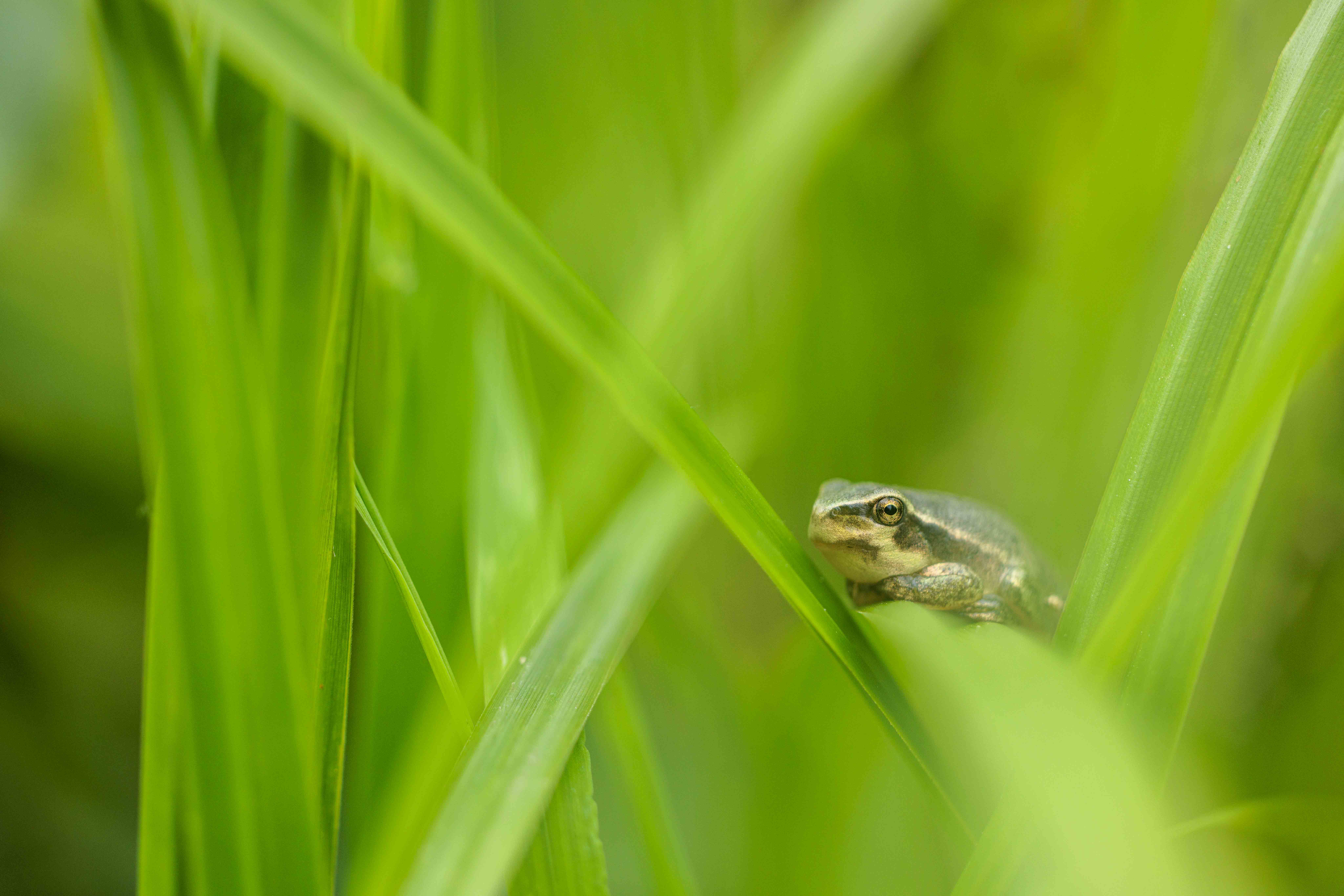 Laubfrosch im Röhricht