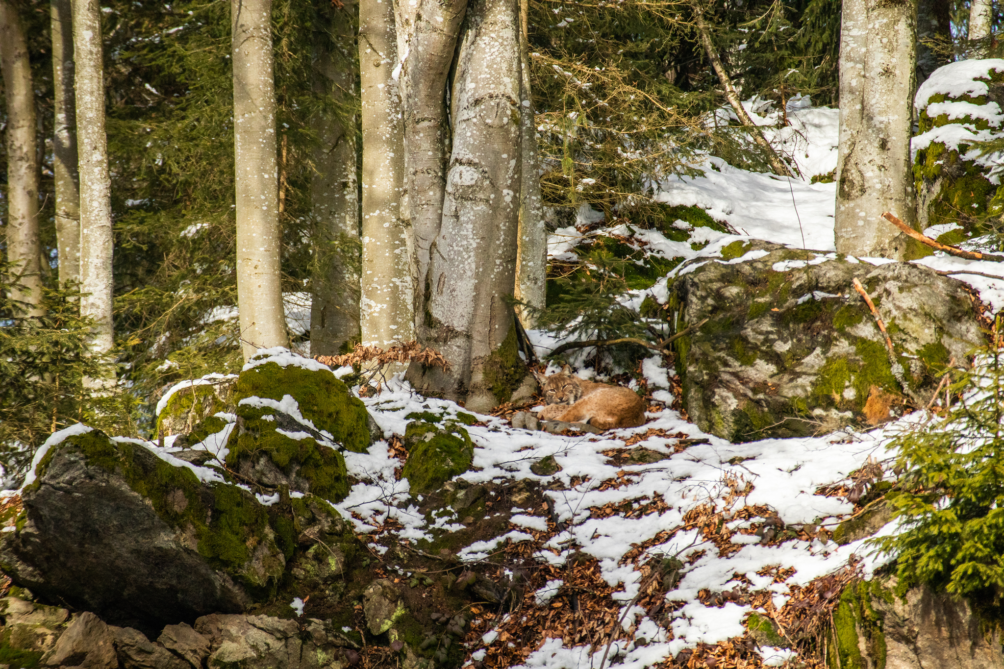 Luchs