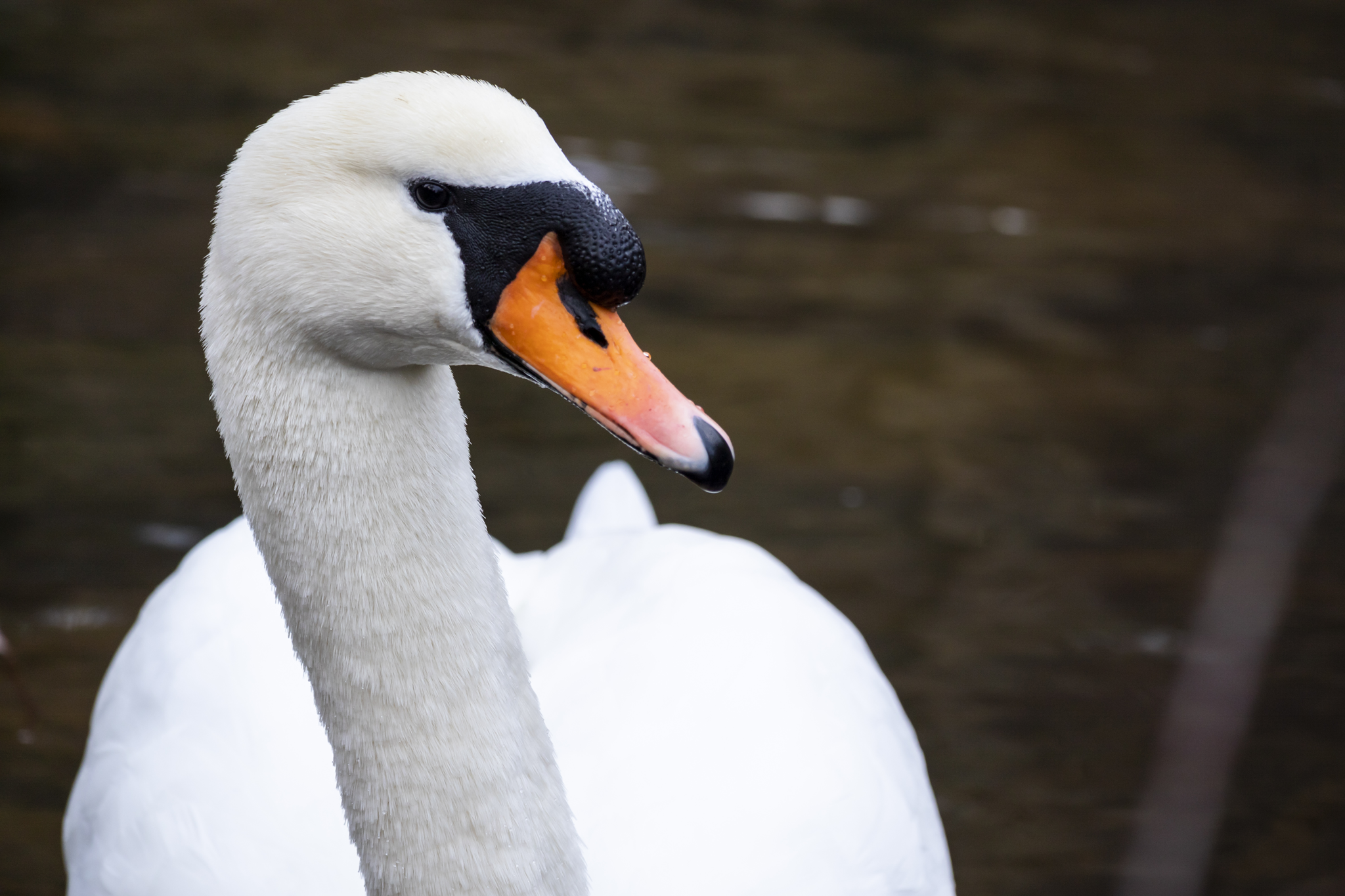 Schwanenportrait