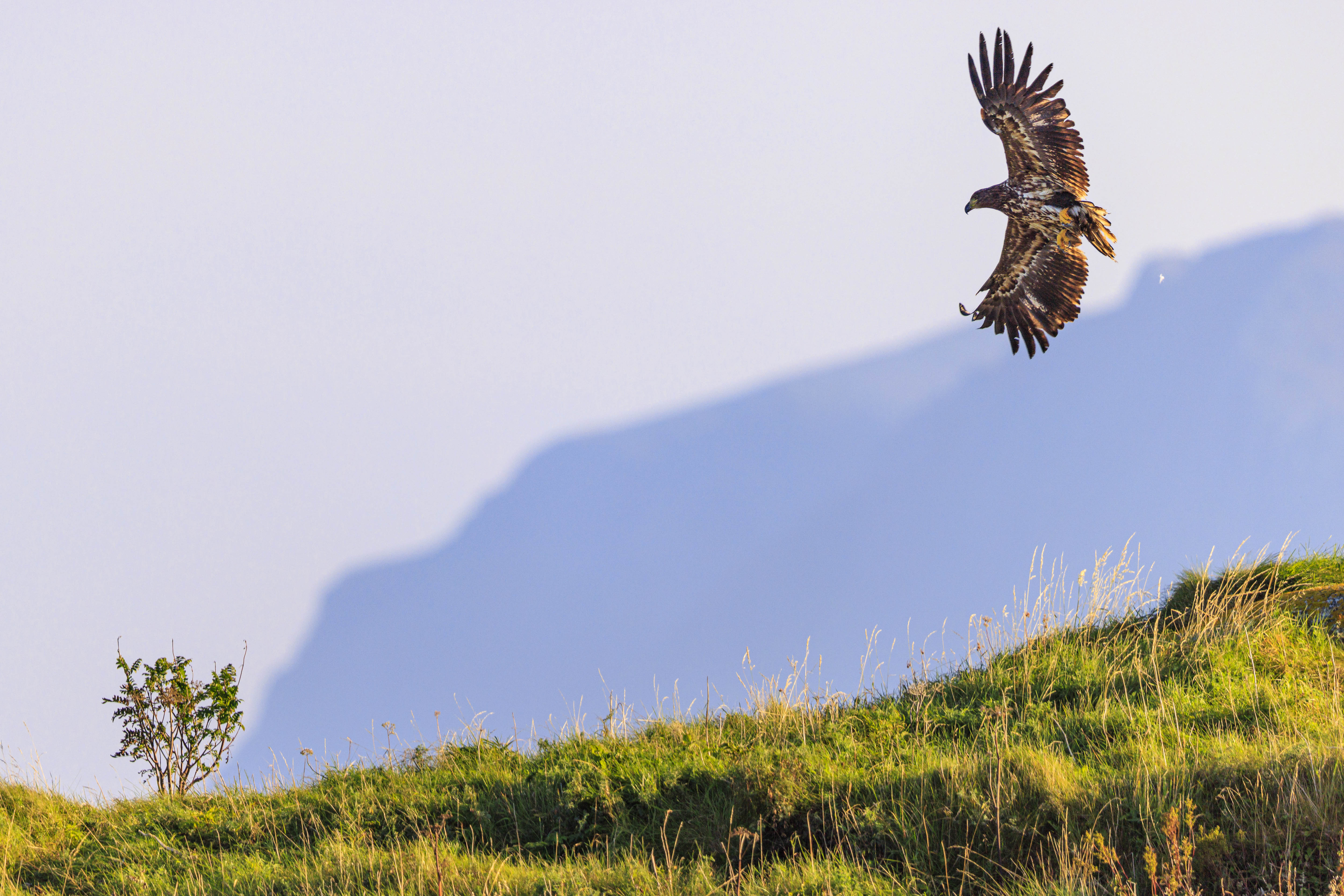 Seeadler