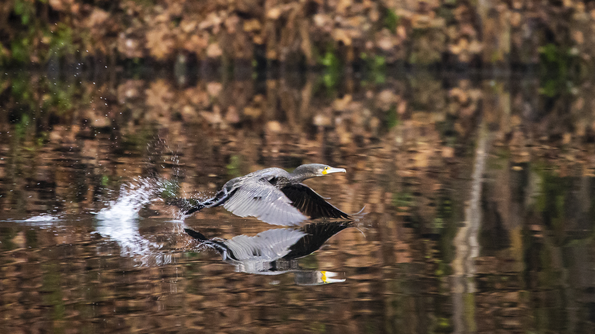 Kormoran im Abflug