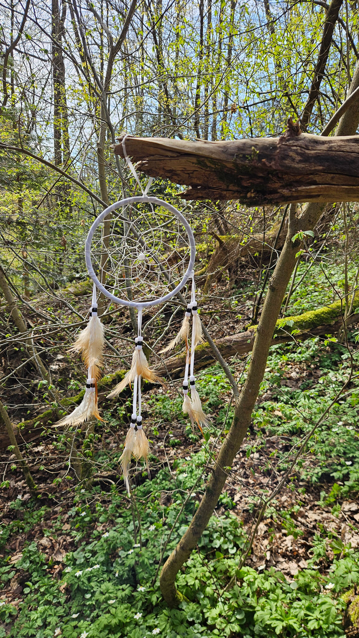Traumfänger im Naturschutzgebiet