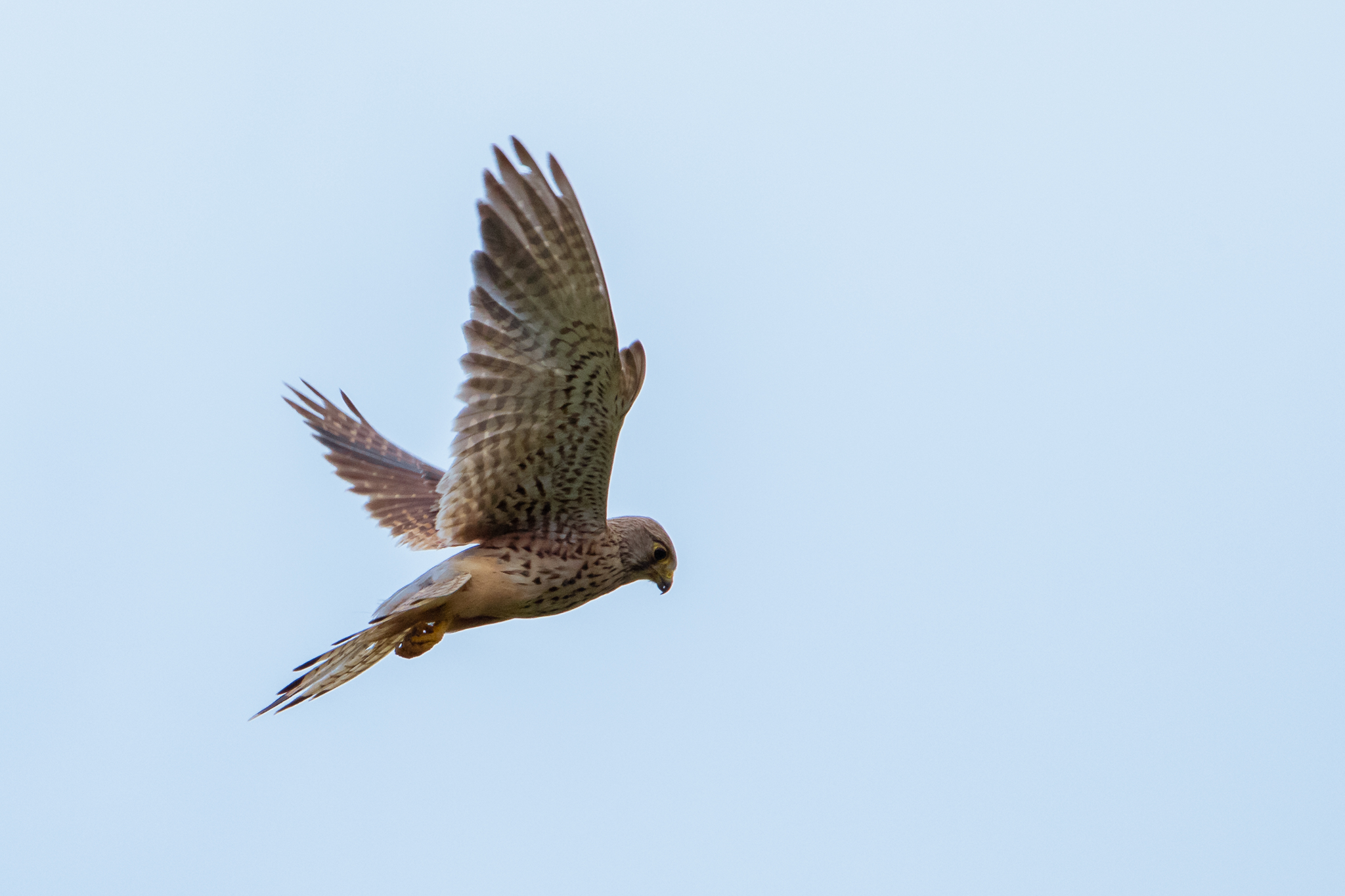 Turmfalke