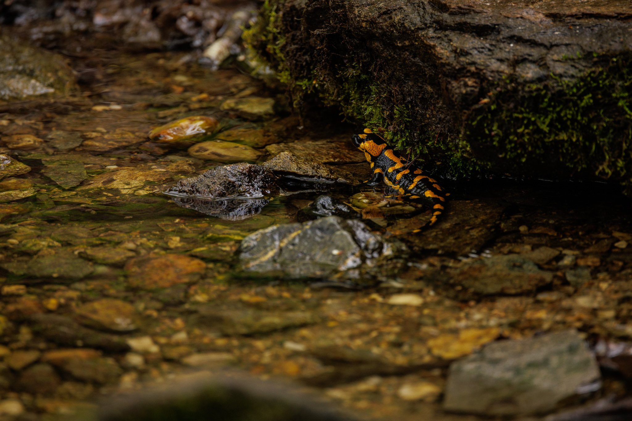 Feuersalamander im Habitat